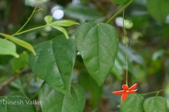 Erythropalum scandens